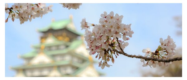 Kép - Sakura (120x50 cm)