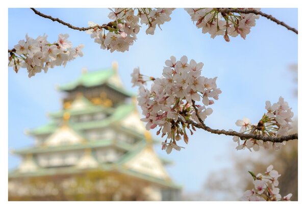 Kép - Sakura (90x60 cm)