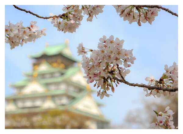 Kép - Sakura (70x50 cm)