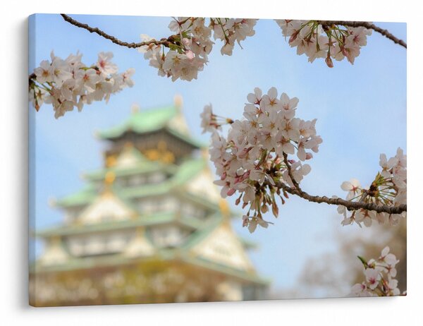 Kép - Sakura (70x50 cm)
