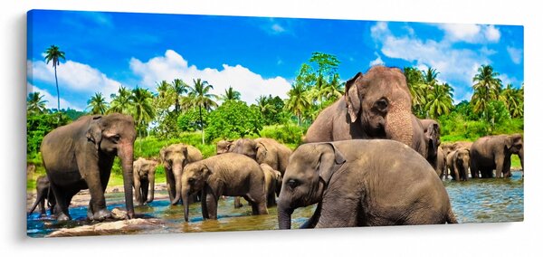 Kép - Elefántok, Sri Lanka (120x50 cm)
