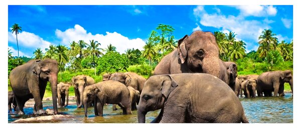 Kép - Elefántok, Sri Lanka (120x50 cm)