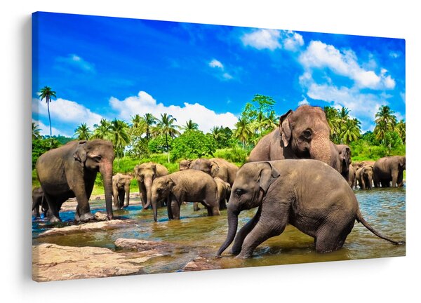 Kép - Elefántok, Sri Lanka (90x60 cm)