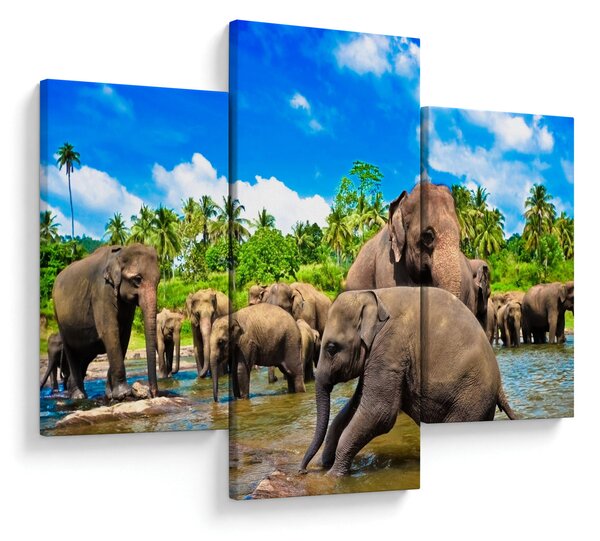 Kép - Elefántok, Sri Lanka (90x60 cm)