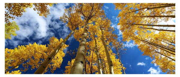 Kép - Aspen (120x50 cm)
