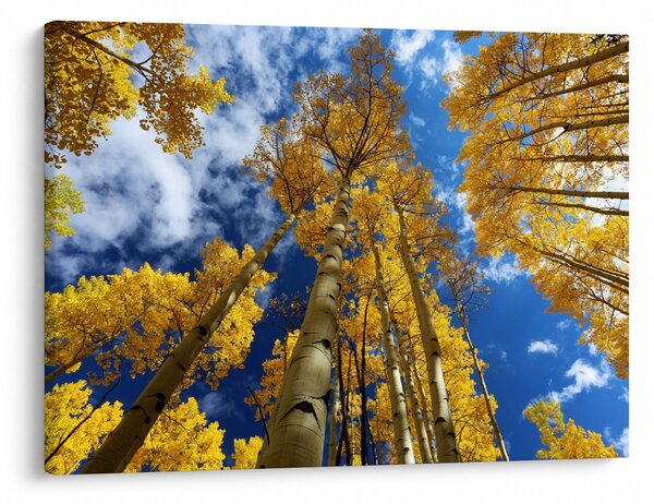 Kép - Aspen (70x50 cm)