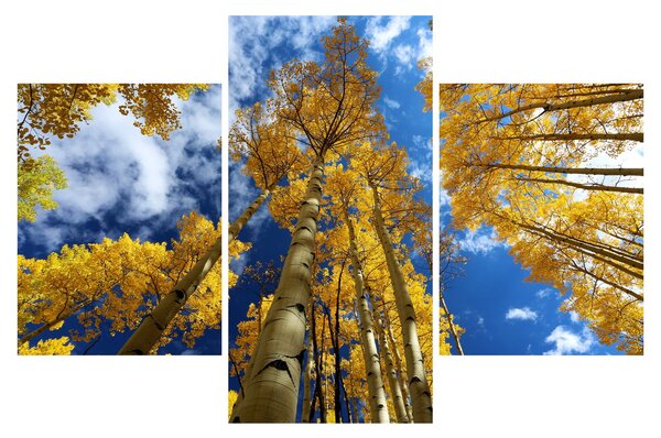 Kép - Aspen (90x60 cm)
