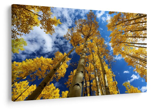 Kép - Aspen (90x60 cm)
