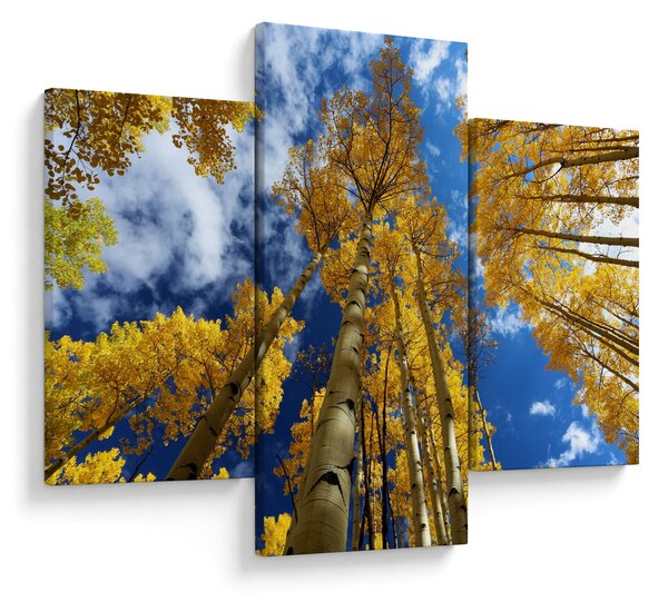 Kép - Aspen (90x60 cm)