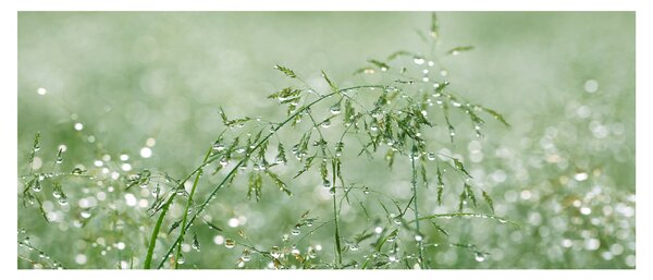 Kép - Reggeli harmat a fűszálakon (120x50 cm)