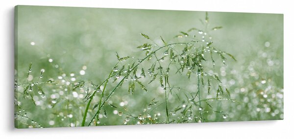 Kép - Reggeli harmat a fűszálakon (120x50 cm)