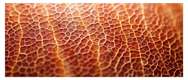 Kép - Textúra részlet (120x50 cm)