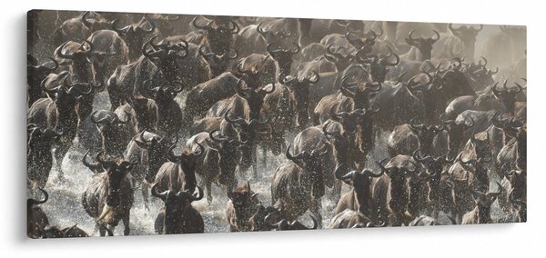 Kép - Gnúcsorda (120x50 cm)