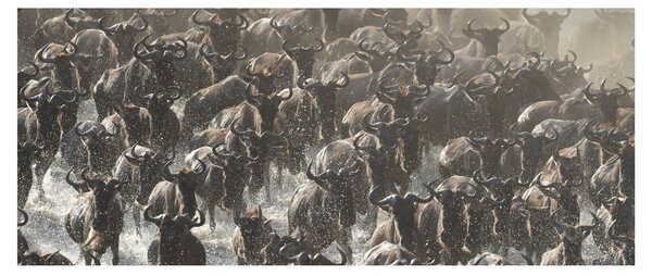 Kép - Gnúcsorda (120x50 cm)