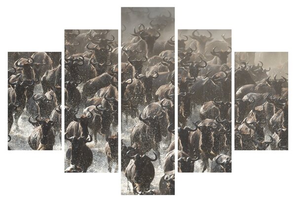 Kép - Gnúcsorda (150x105 cm)