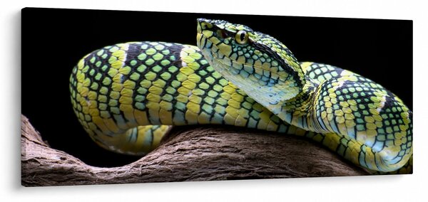 Kép - Wagler csörgőkígyó (120x50 cm)