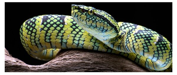 Kép - Wagler csörgőkígyó (120x50 cm)