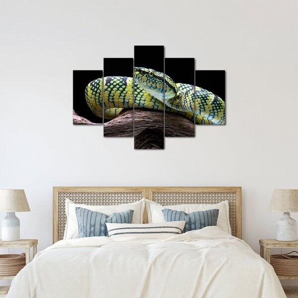 Kép - Wagler csörgőkígyó (150x105 cm)