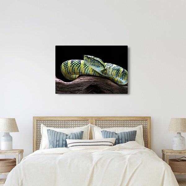 Kép - Wagler csörgőkígyó (90x60 cm)