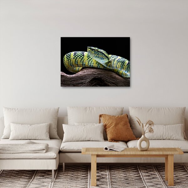 Kép - Wagler csörgőkígyó (70x50 cm)