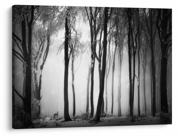 Kép - Farkas a sötét erdőben (70x50 cm)