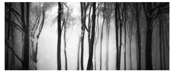 Kép - Farkas a sötét erdőben (120x50 cm)