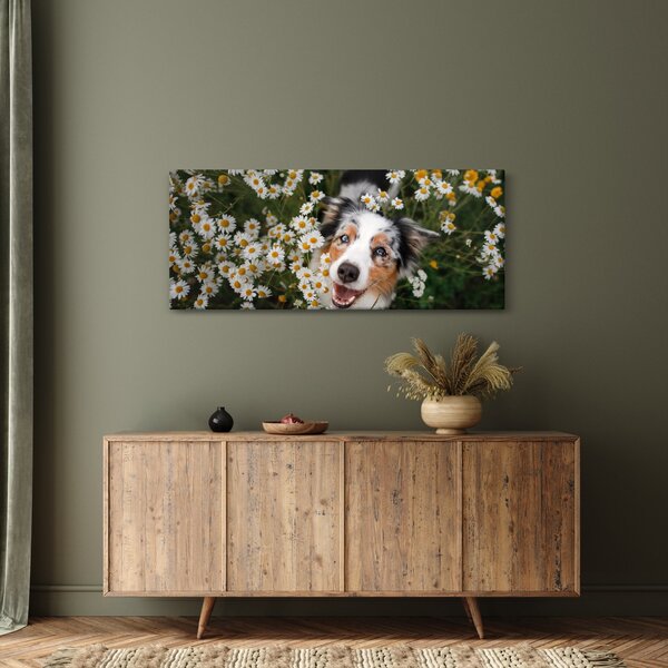 Kép - Ausztrál juhászkutya (120x50 cm)