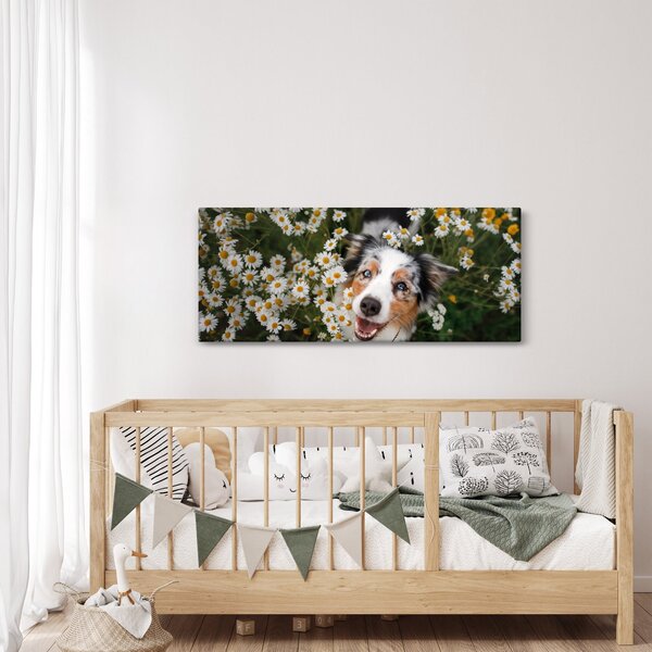 Kép - Ausztrál juhászkutya (120x50 cm)