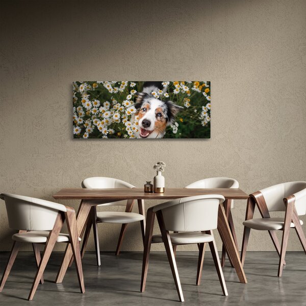 Kép - Ausztrál juhászkutya (120x50 cm)