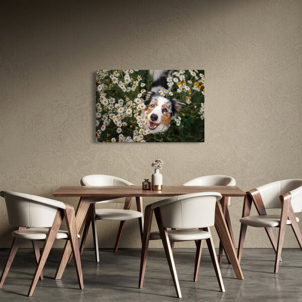 Kép - Ausztrál juhászkutya (90x60 cm)