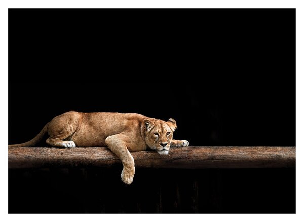 Kép - Lioness (70x50 cm)