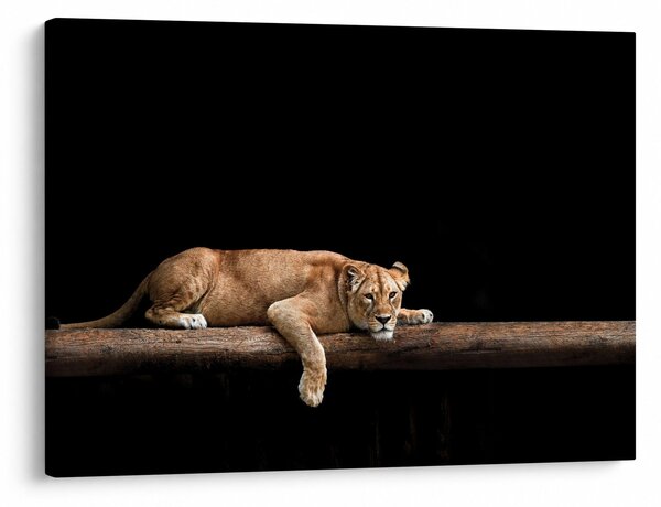 Kép - Lioness (70x50 cm)