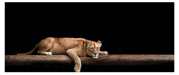 Kép - Lioness (120x50 cm)