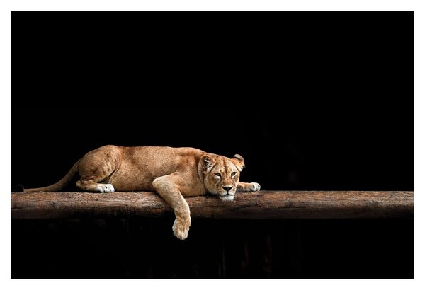 Kép - Lioness (90x60 cm)