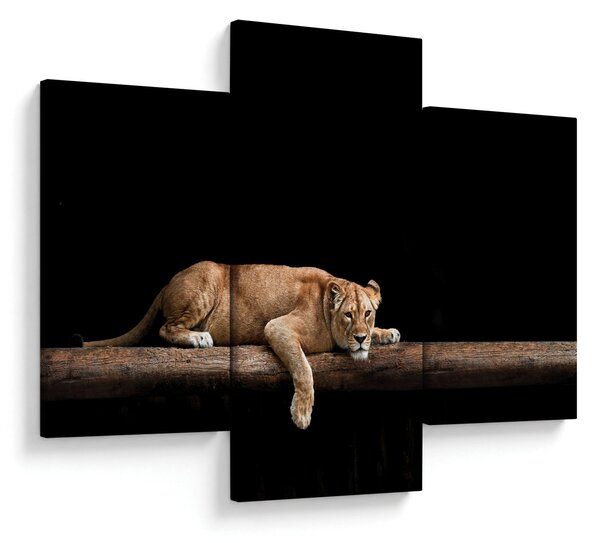Kép - Lioness (90x60 cm)