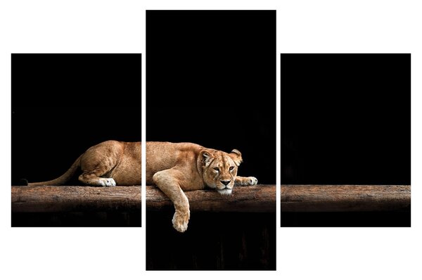 Kép - Lioness (90x60 cm)