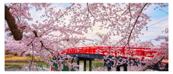 Kép - Hirosaki, Japán (120x50 cm)