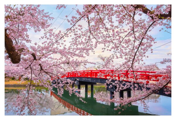 Kép - Hirosaki, Japán (90x60 cm)