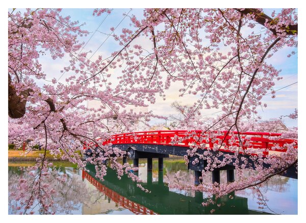 Kép - Hirosaki, Japán (70x50 cm)