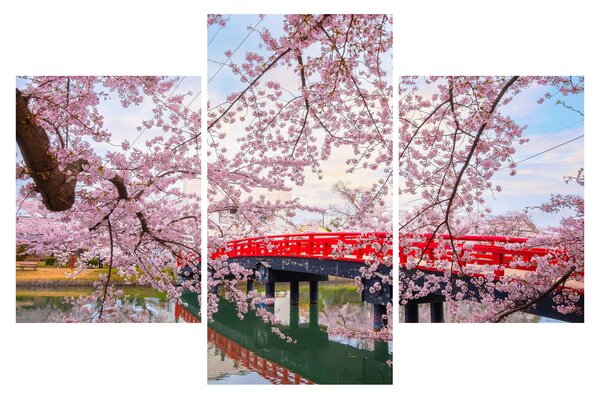 Kép - Hirosaki, Japán (90x60 cm)