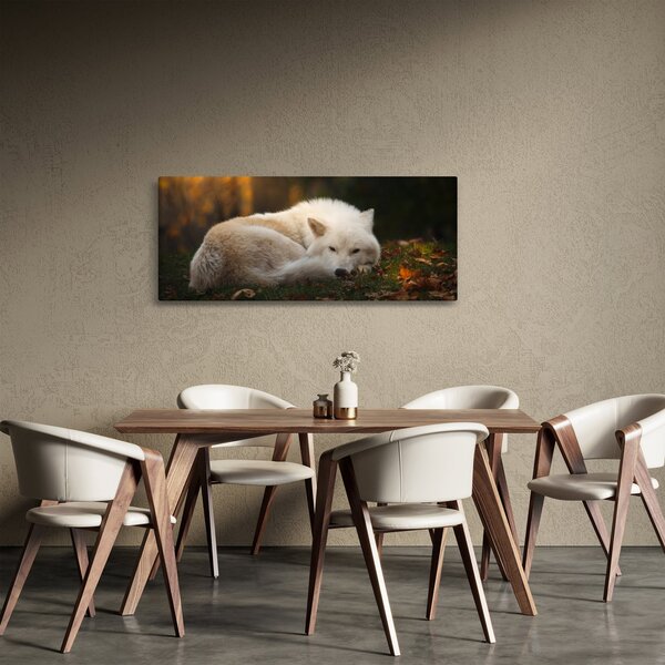 Kép - Pihenő farkas (120x50 cm)