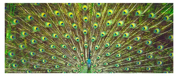 Kép - Páva (120x50 cm)