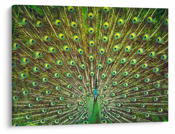Kép - Páva (70x50 cm)