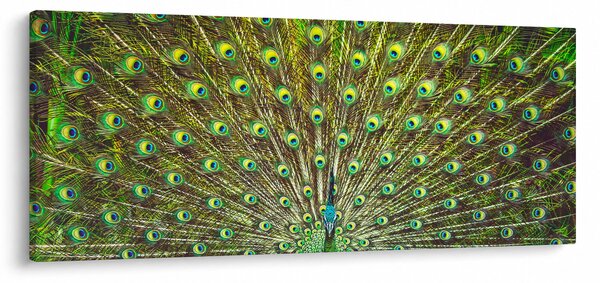 Kép - Páva (120x50 cm)