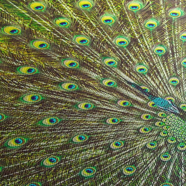 Kép - Páva (150x105 cm)