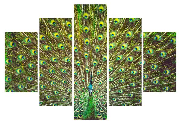 Kép - Páva (150x105 cm)