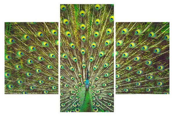 Kép - Páva (90x60 cm)