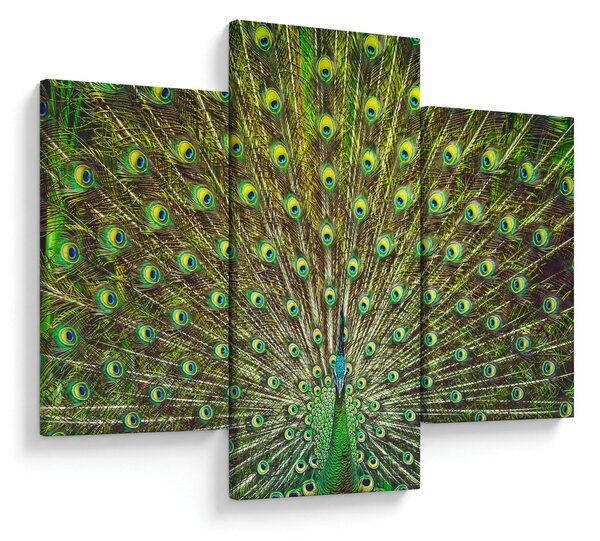 Kép - Páva (90x60 cm)