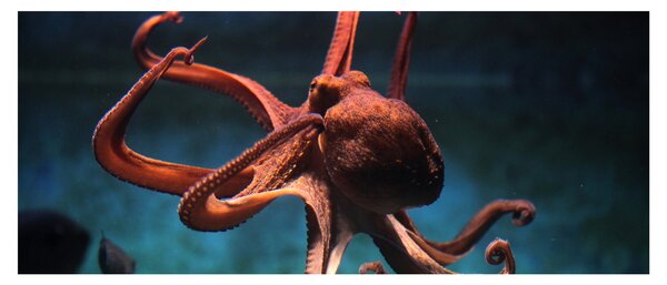 Kép - Octopus (120x50 cm)