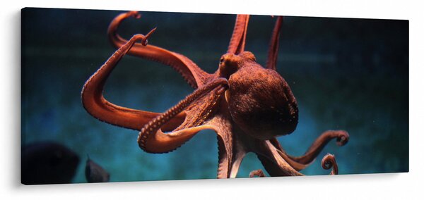 Kép - Octopus (120x50 cm)